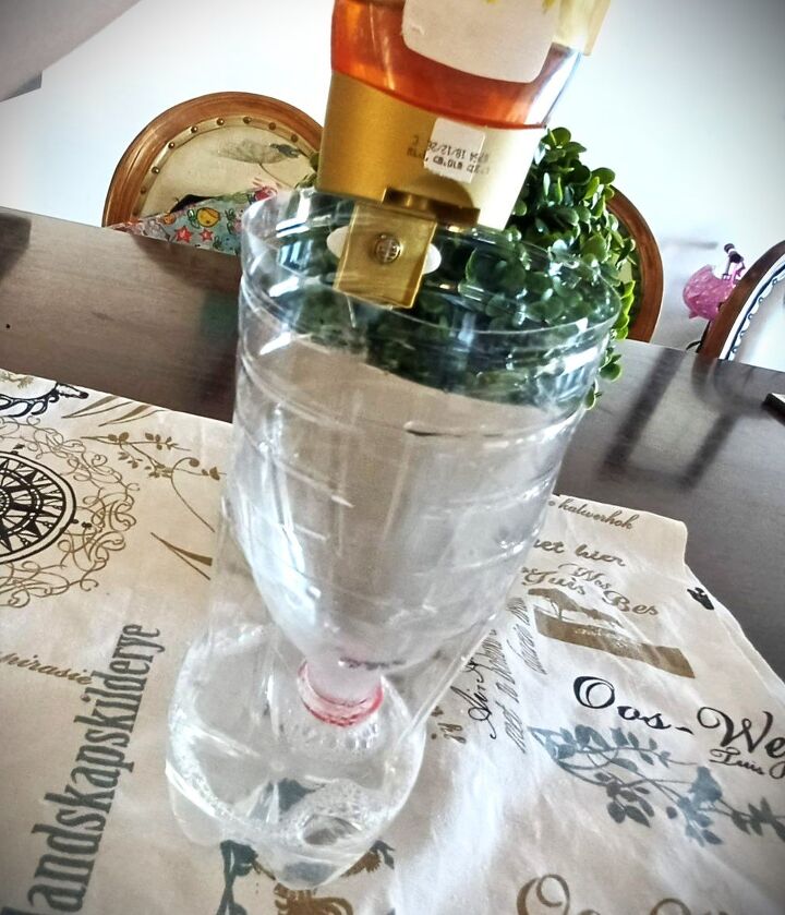 How to make a fly trap with honey