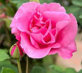 cmo hacer magnficos arreglos florales gua paso a paso, Rosa rosa