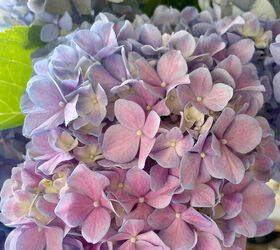 cmo hacer magnficos arreglos florales gua paso a paso, hortensias moradas