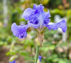 cmo hacer magnficos arreglos florales gua paso a paso, Iris p rpura