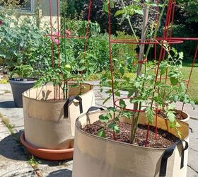 consejos de la vieja escuela para cultivar tomates, Tomates en jaulas