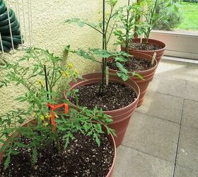 consejos de la vieja escuela para cultivar tomates, Tomate asegurado con cinta adhesiva naranja