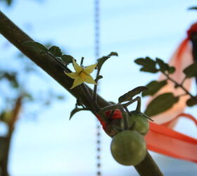 consejos de la vieja escuela para cultivar tomates, Pellizcar las flores de final de temporada