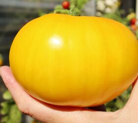 consejos de la vieja escuela para cultivar tomates, Un sabroso tomate amarillo llamado Taxi