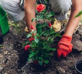 Mastering the Art of Companion Planting With Roses