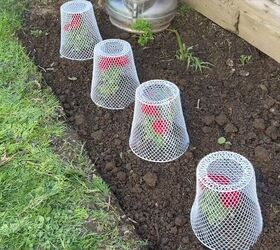 She flips over dollar store trash cans in her garden for this clever & quick growing hack