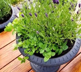 how to keep mosquitoes away, Mosquito repelling planter by Ahna Fulmer