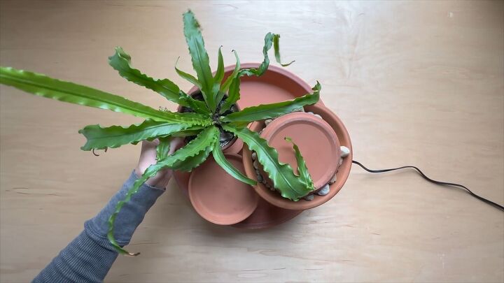 Placing a plant in the water feature