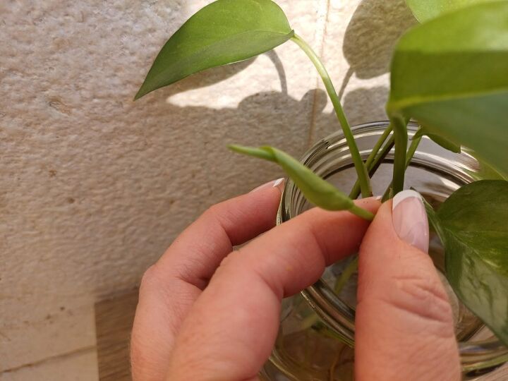 New leaf shoots — the perfect canvas for your beading projects.🌿🪄 #BeadedPlant #GardenDIY