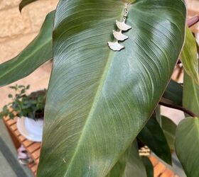 Transforming singular earrings into plant bling