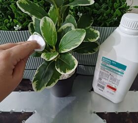 Prepare your plant with rubbing alcohol