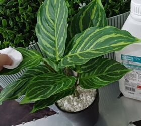The wild reason she wipes every leaf of her fake plant with alcohol