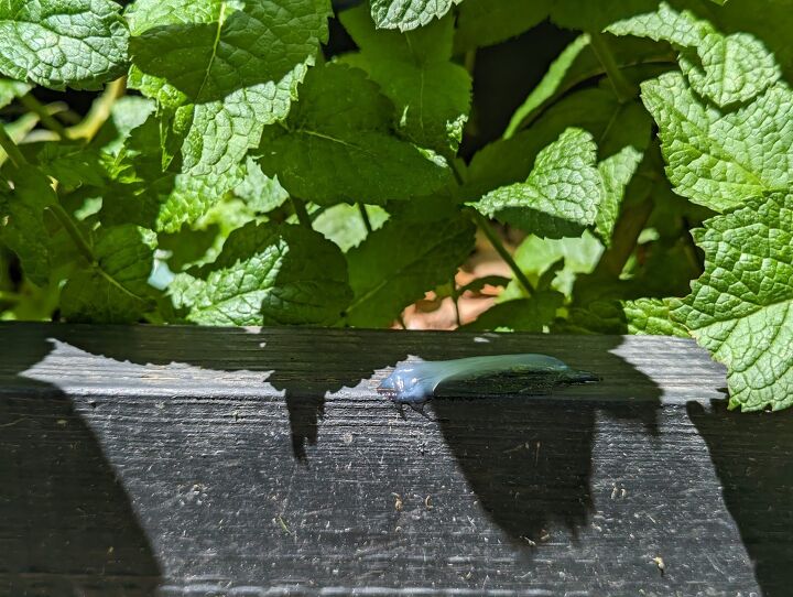Vicks hacks for your garden