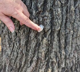 She rubs Vicks VapoRub on her trees for this super smart summer hack