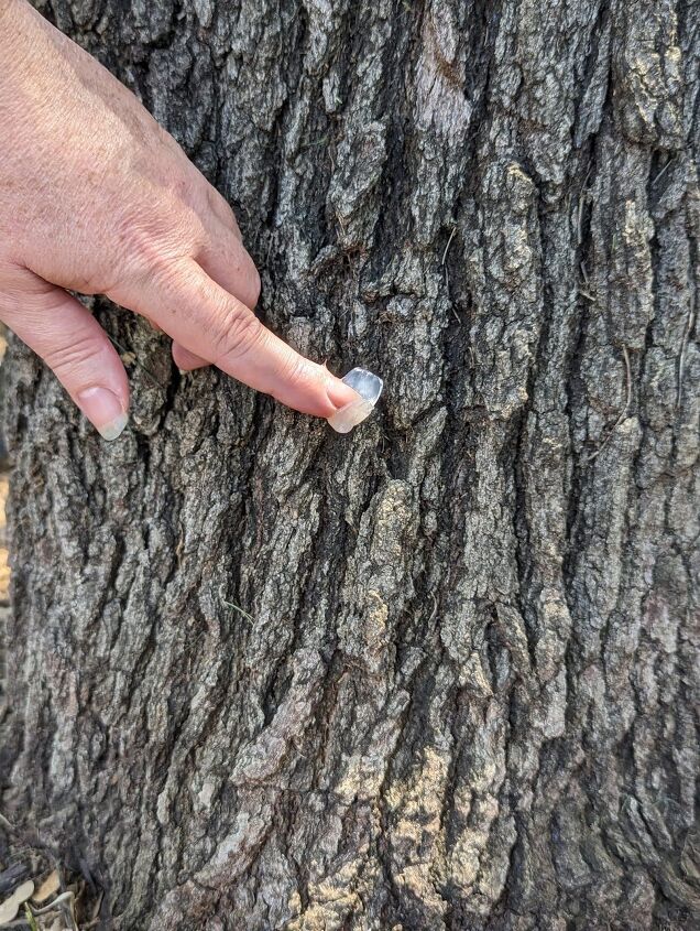 Rub Vicks on the base of trees to deter squirrels