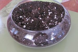 Grab a big glass bowl to copy this sweet conversation-starter for your coffee table