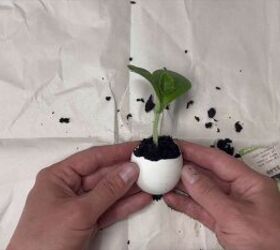 Eggshell planters gardening hack