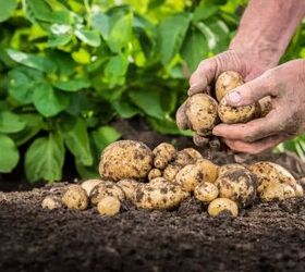 This is the secret to growing all the potatoes you could ever want
