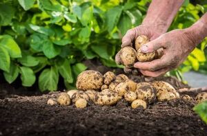 This is the secret to growing all the potatoes you could ever want