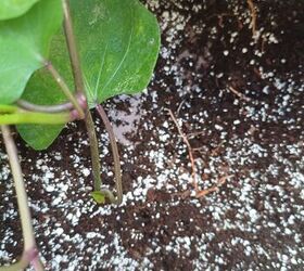 8 Brilliant Cat Litter Hacks You Never Knew You Needed Hometalk