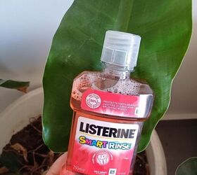 Why everyone will be using Listerine on their plants this week