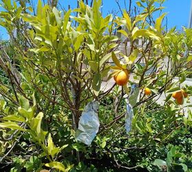 5 Genius Aluminum Foil Hacks Every Gardener Should Know