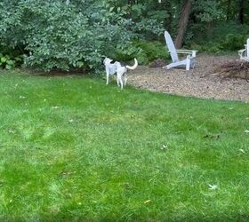 Enzo enjoying the garden