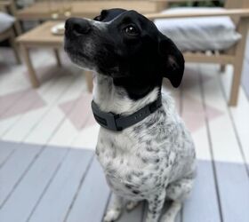 Enzo on the new decking