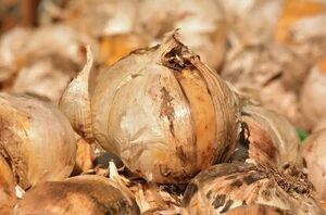 Do this now for GORGEOUS flowers in the spring