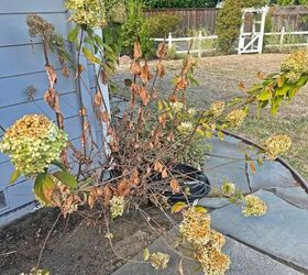 If you like hydrangeas, you're going to LOVE this DIY project