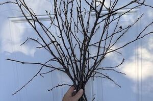 Turn a handful of branches into the perfect fall door accent