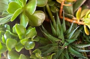 If you love succulents, we have a fall idea you need to see