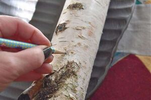 Do this to a single birch branch to make your holiday home sparkle
