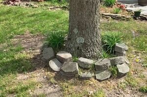 Here's what you should be doing around all of your trees (so pretty!)