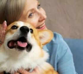 I Couldn't Afford My Dog's Meds – Until I Found This