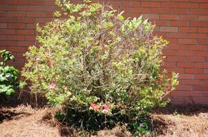 The secret to growing really beautiful bushes in your yard this year