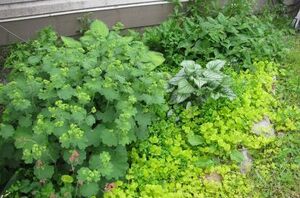 This is the secret you need to know to grow the perfect shade garden