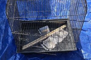 The beautiful reason she brings an old birdcage outside this season