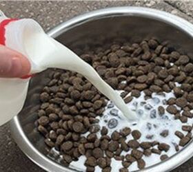 If Your Dog Eats These Human Foods, Watch This