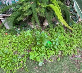 Organic way to stop weeds without harmful chemicals