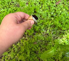 Natural weed killer alternative that's pet-safe and non-toxic