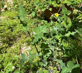 Kill Weeds Fast With This Vinegar Epsom Salt Weed Killer Recipe