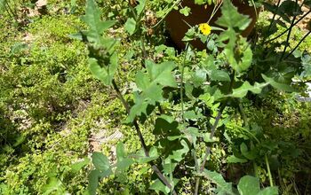 Kill Weeds Fast With This Vinegar Epsom Salt Weed Killer Recipe
