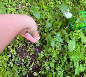 How to kill weeds with baking soda for a chemical-free garden