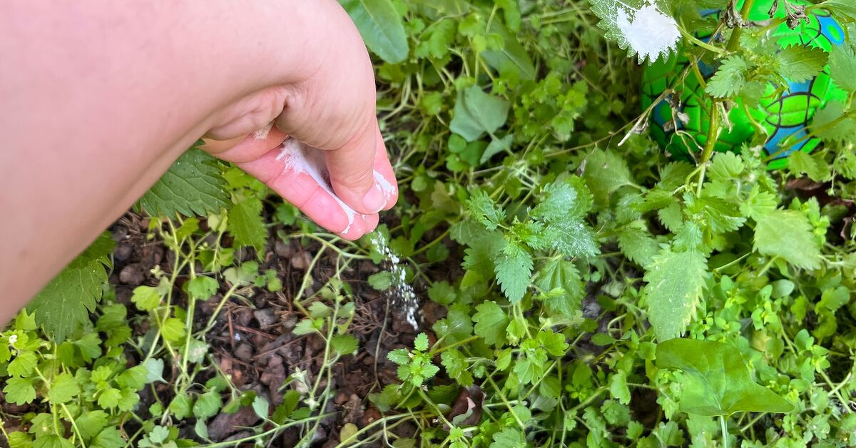 Baking Soda Weed Killer: A Surprisingly Simple Garden Hack That Works | Hometalk