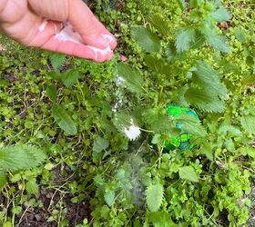Pet-safe weed killer made with baking soda and zero harsh chemicals
