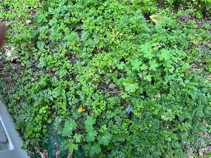 How to safely kill weeds using baking soda without harming your garden