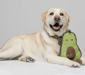 Embrace: Pet Insurance You Can Trust