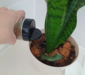 How to Use Cinnamon for Plants: Natural Pest Control and Sturdier Stem