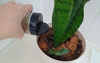 How to Use Cinnamon for Plants: Natural Pest Control and Sturdier Stem